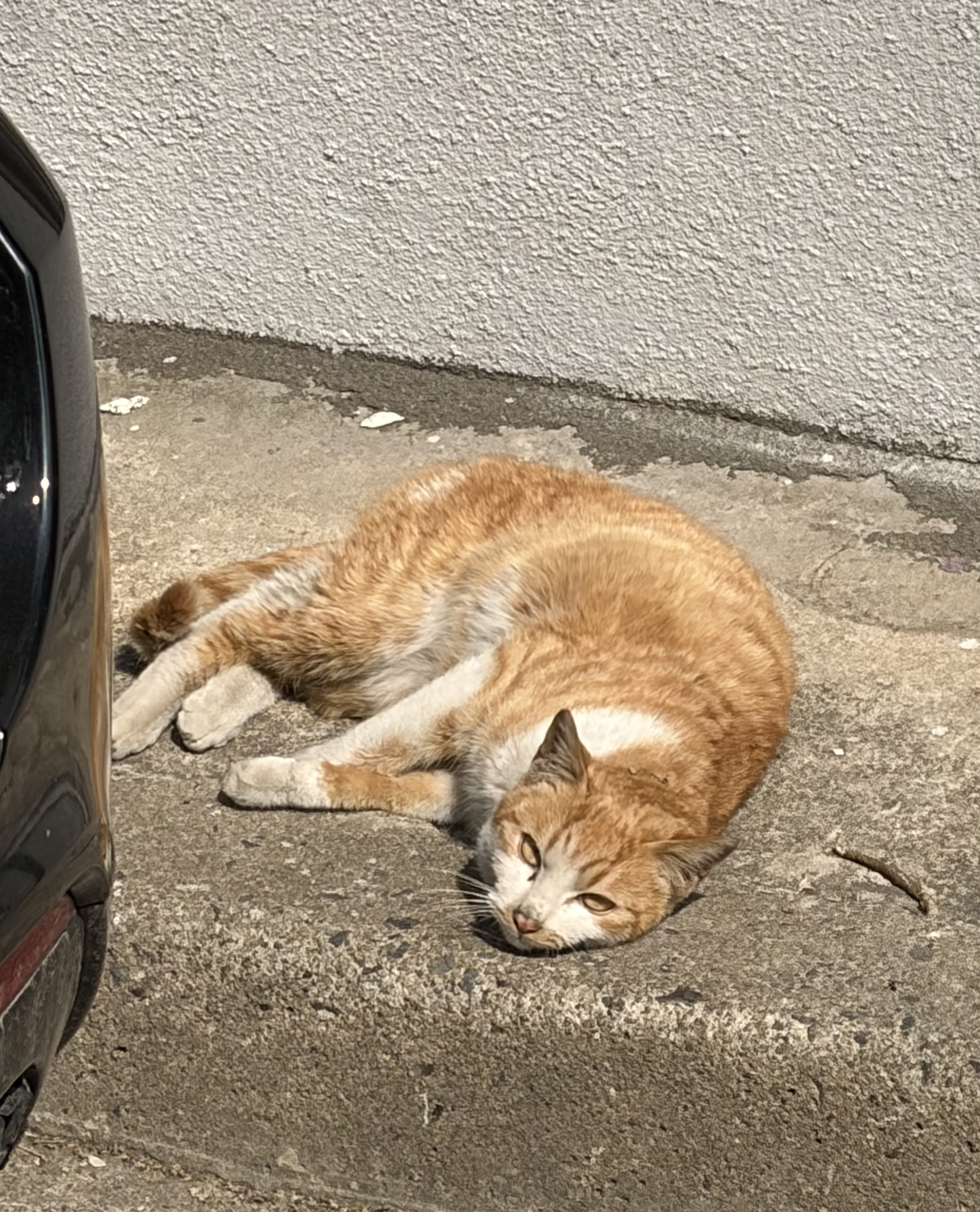 업무에 지친 마케터들에게 행운을 전하는, 햇살 아래 평온하게 누워있는 행운의 치즈냥 사진